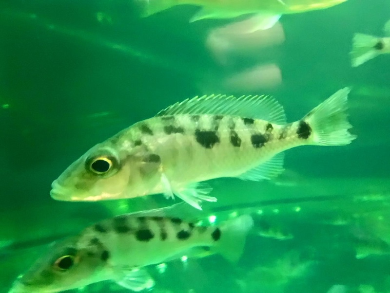 Stigmatochromis woodi 'Chimwalani Reef'